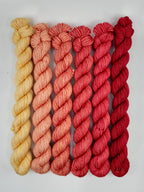 Indian Blanket Flower - Minis Gradient Set - CHAOS Fiber Co